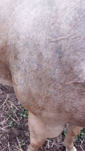 spur marks on horses shoulder showing tear marks and tracks