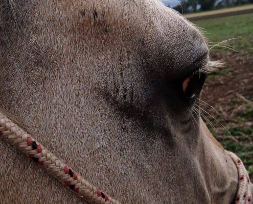 Scar marks on a horses face from being beaten by trainer with spurs on