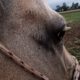Scar marks on a horses face from being beaten by trainer with spurs on