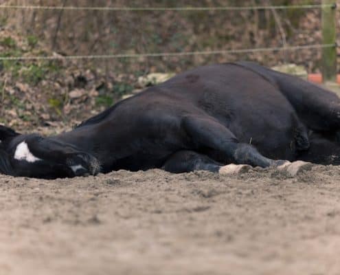 horse lying down looking dead