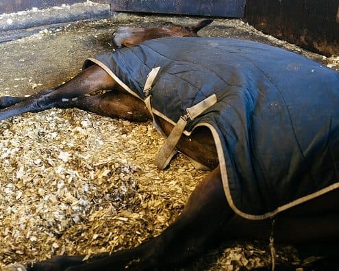 exhausted horse laying on barn floor with very poor bedding