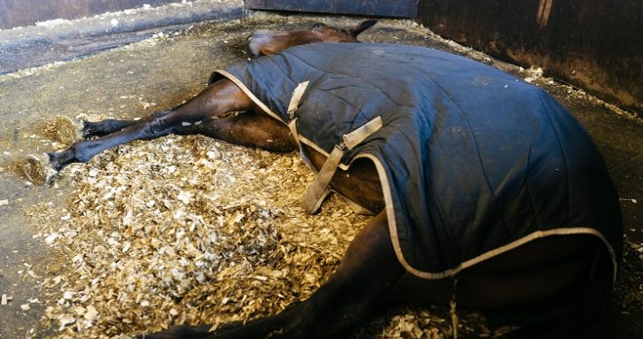 exhausted horse laying on barn floor with very poor bedding