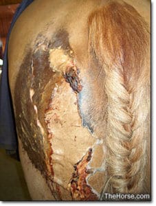 horses rear end decayed from blocked tail treatment