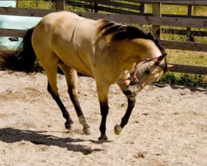 reining horse tied down very short between its legs stopping it lifing its head