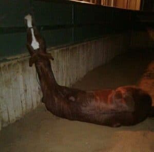 horse hanging from tie up with body on ground after collapsing