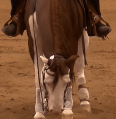 reining horse with his nose on the ground during stop