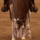 reining horse with his nose on the ground during stop
