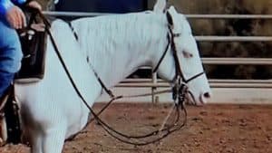 reining horse with excessive tack to control its head set