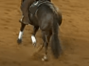 horse with apparent tail tornaque numbing tail before entering ring