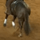 horse with apparent tail tornaque numbing tail before entering ring