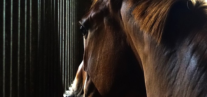 Horse looking out stall bars waiting for NRHA member