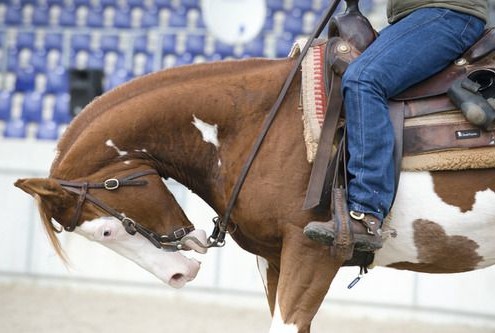 Reining Horse being jerked on mouth and excessive strained head set causing horse abuse