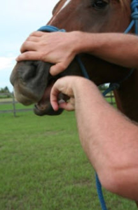 Giving an Oral Dose of acepromazine to a horse