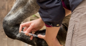 vet injecting a horse in the pastern