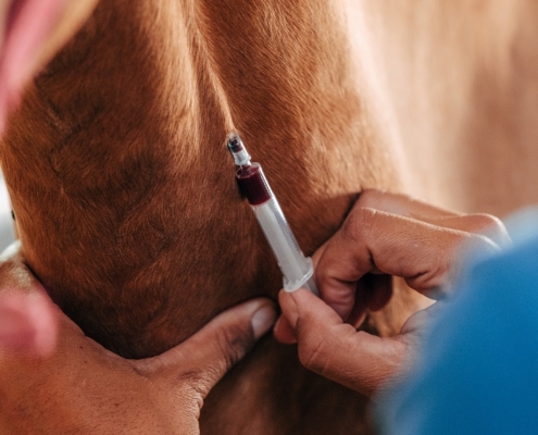 blood draw on a horse