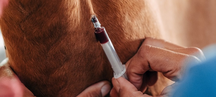blood draw on a horse