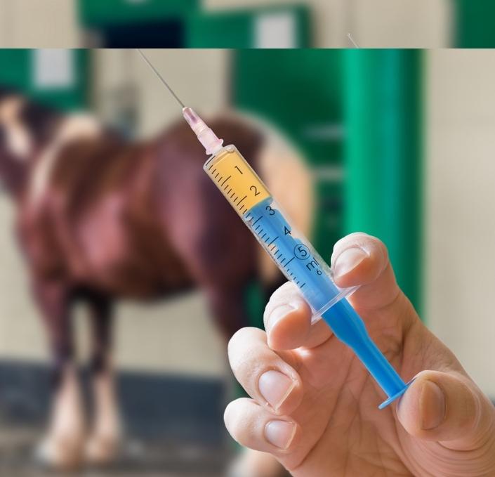 Reining Trainer Charged with Horse Abuse Reining Trainers Enigma