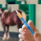 Injecting a reining horse