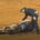 reining horse collapses in show ring