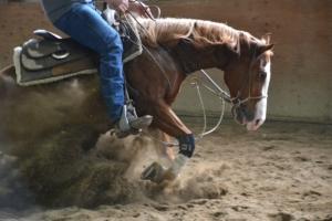 horse stopping with subdued facial expression