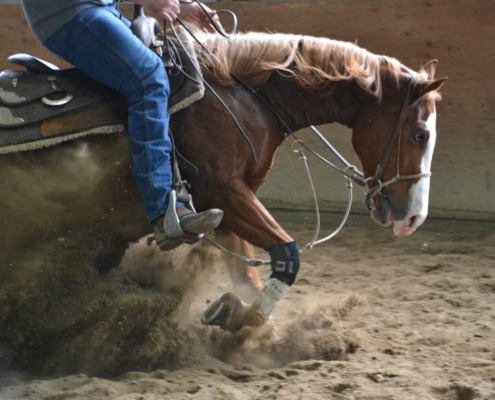 horse stopping with subdued facial expression