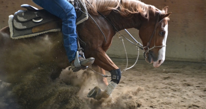 horse stopping with subdued facial expression