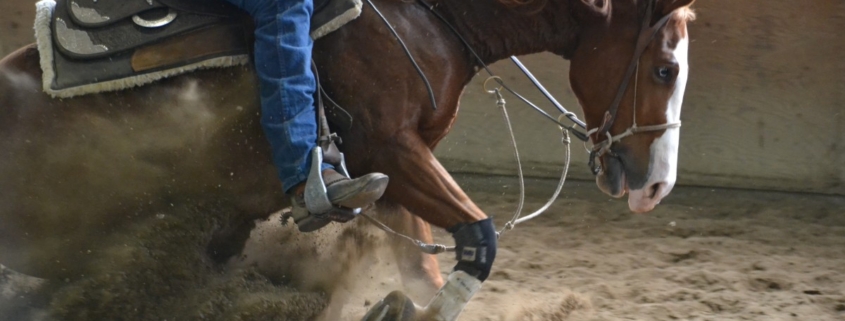 horse stopping with subdued facial expression