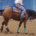 example of abusive riding of reining horse at Equialyon 2025