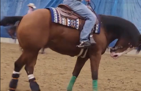 example of abusive riding of reining horse at Equialyon 2025