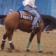 example of abusive riding of reining horse at Equialyon 2025