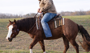 Overweight Rider on reining horse training