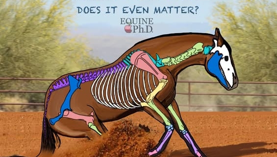 Scientific Evidence of Starting Horses Too Young