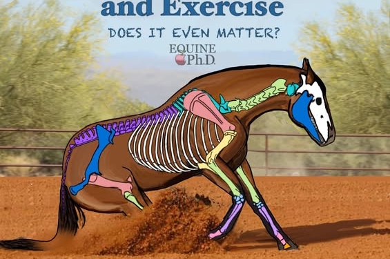 Scientific Evidence of Starting Horses Too Young