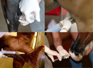 examples of equine drugs administration for reining horses