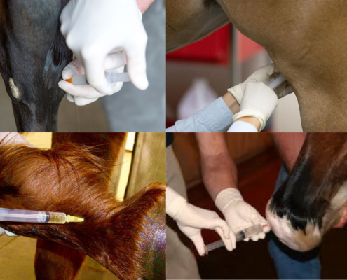examples of equine drugs administration for reining horses
