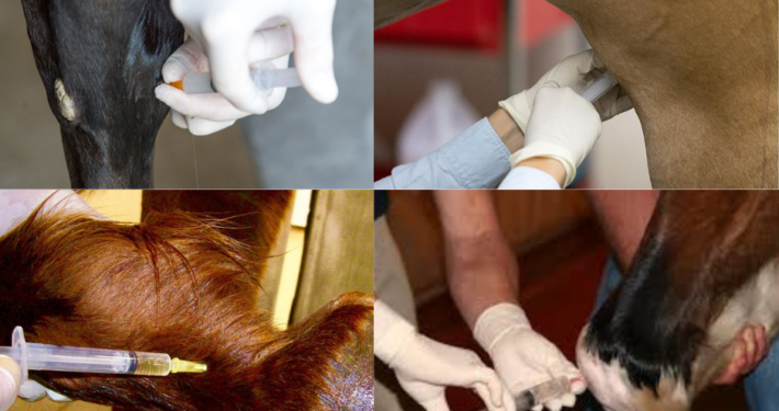 examples of equine drugs administration for reining horses