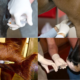 examples of equine drugs administration for reining horses