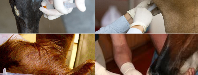 examples of equine drugs administration for reining horses